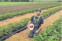  ??  ?? Charles Lefebvre Saint-Arnaud est déjà au travail dans le champ de fraises des Jardins Bio Campanipol. Les visiteurs ne pourront pas se joindre à lui pour l’autocueill­ette cette année.