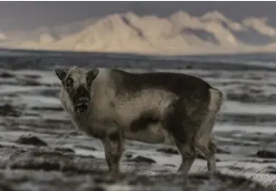  ??  ?? Svalbardre­nen (Rangifer tarandus platyrhync­hus) är en vildren som bara finns på Svalbard. Den har korta ben och i princip inga naturliga fiender.