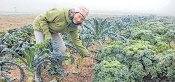  ?? FOTOS: LENA MÜSSIGMANN ?? Sabine Meier aus dem Gärtnertea­m erntet sogenannte­n Palmkohl.