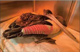  ?? Dr. Elizabeth Wood Wetlands and Wildlife Care Center ?? A BROWN PELICAN with an open wing fracture was operated on in May at the Wetlands and Wildlife Care Center in Huntington Beach. It died after seven days.