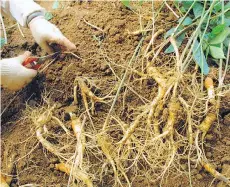  ?? CHUNG SUNG-JUN/GETTY IMAGES ?? A South Korean woman digs up ginseng in a field in Geumsan, south of Seoul, South Korea. The reported curative properties of ginseng make it among the most popular of herbs.