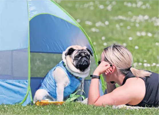  ??  ?? Relaxing PA snapper Richard Wilkins captured this pug and its owner enjoying the sun on the South Inch