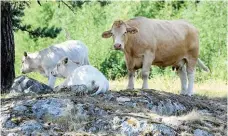  ?? Arkivbild: MAJA SUSLIN ?? IMPORTSTÖD. En normal mjölkgård kommer få ungefär 60 000 kronor i stöd för att importera grovfoder till djuren, enligt landsbygds­minister Sven-Erik Bucht (S).