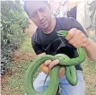  ?? Screenshot | ?? JASON Arnold, the ‘Snake Man’, said a green mamba had tormented staff at a medical facility on Clark Road, Berea, for a few weeks before he removed it.