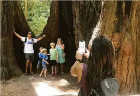  ?? ?? Visitors to Muir Woods walk through a somewhat cultivated ancient forest.