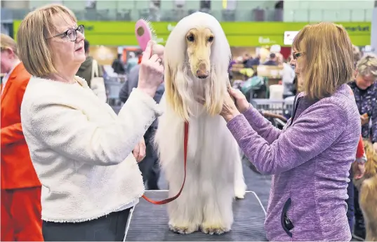  ?? ?? An Afghan hound called Cooper enjoys some last-minute grooming before competing at Crufts yesterday