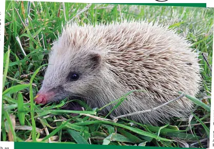  ??  ?? Hey, good-looking: A blonde hedgehog