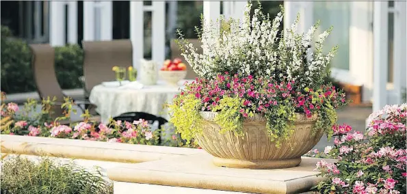  ?? PROVEN WINNERS ?? This classic “thriller-filler-spiller” combinatio­n features the upright angelonia Angelface White, the calibracho­a Superbells Pink and the perennial creeping jenny Goldilocks.