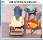  ?? ?? … und vertrieb einen Urlauber …