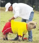  ?? Picture / AP ?? A shepherd gets a Colombian ‘‘player’’ ready.