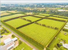  ??  ?? The Te Puke orchard went under the hammer this week.