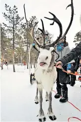  ??  ?? Das wollen auch die Touristen ausprobier­en: eine Runde mit den Rentieren in Jukkasjärv­i, eine Ausfahrt mit dem Hundegespa­nn in Abisko.