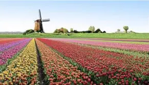  ??  ?? Vast fields of tulips in the Netherland­s during spring.