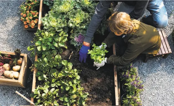  ?? Shuttersto­ck ?? A family picks vegetables from backyard garden. As shelterinp­lace policies continue, home owners are finding time to complete home improvemen­t projects.