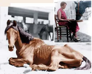  ??  ?? In 1934 Dorothy Brooke founded the Old War Horse Memorial Hospital in Cairo to help alleviate the suffering of working equines