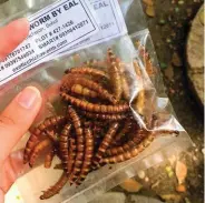  ?? (Photo by Alisa Lachica) ?? Chichaworm­s, a snack made from insects, can be bought in Bohol.