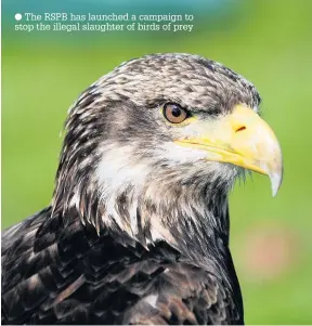  ??  ?? The RSPB has launched a campaign to stop the illegal slaughter of birds of prey