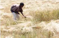  ?? ?? Wheat harvest