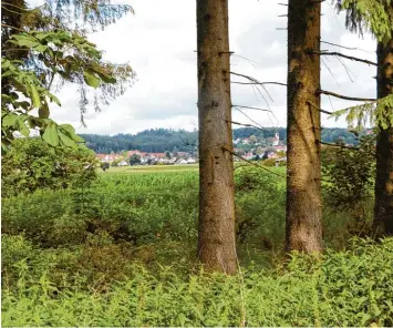  ?? Foto: Jonathan Mayer ?? Im Wald und auf den Feldern bei Osterberg gibt es Überreste aus der Zeit der Kelten zu entdecken. Und die sind eigentlich ganz leicht zu finden, wenn man weiß, wie man suchen muss.