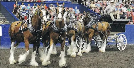  ?? PHOTOS: NICK PROCAYLO/POSTMEDIA NEWS ?? Doug McGibbon puts his team of Clydesdale horses through tight, athletic manoeuvres designed to show how deliveries were made in days of yore.