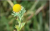  ?? GETTY IMAGES ?? Globe chamomile (oncosiphon pilulifer) or stinknet is extremely difficult to eradicate once it’s establishe­d.