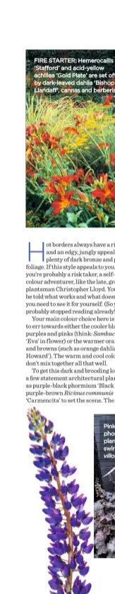  ??  ?? FIRE STARTER: Hemerocall­is ‘Stafford’ and acid-yellow achillea ‘Gold Plate’ are set off by dark-leaved dahlia ‘Bishop of Llandaff’, cannas and berberis