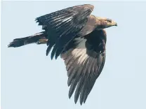  ?? JOHN GORDON PHOTOGRAPH­Y ?? An immature golden eagle, spotted soaring along 72nd Avenue in Delta, has been attracting birders and photograph­ers to the area for the past two weeks.