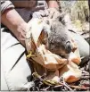  ?? COURTESY SAN DIEGO ZOO GLOBAL ?? Volunteers went into Australia’s Blue Mountains to save koalas before the flames arrived.