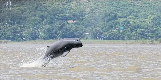  ??  ?? FRESH HOPE: WWF-Cambodia announced that more Irrawaddy dolphins have been born in the country this year.