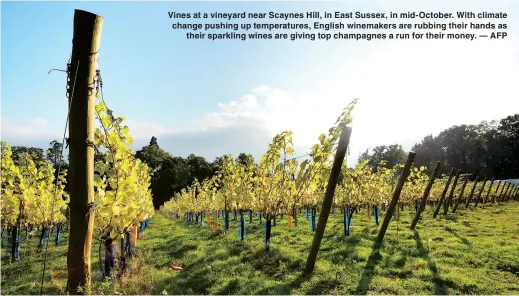  ??  ?? Vines at a vineyard near Scaynes Hill, in East Sussex, in mid-October. With climate change pushing up temperatur­es, English winemakers are rubbing their hands astheir sparkling wines are giving top champagnes a run for their money. — AFP