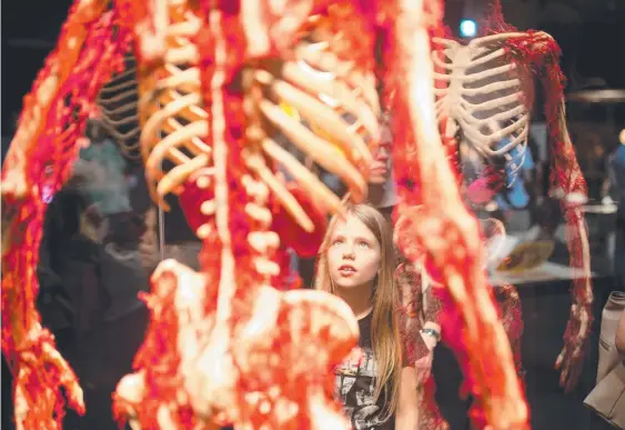  ??  ?? The new owner of the Hilton Surfers Paradise plans to have an anatomy exhibition similar to the controvers­ial Body Worlds, pictured, at the hotel, below.