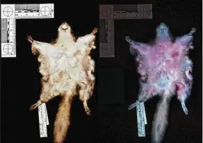  ?? Northland College via New York Times ?? A flying squirrel, which has a brownish color, left, and the same specimen glowing hot-pink under ultraviole­t light.