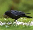  ?? Foto: Markus Gläßel, lbv ?? Unter lbv.de/gartenvoeg­el kannst du dir noch mehr Vögel anschauen und ihre Stimmen anhören.
Rabenkrähe­n haben ein schwarzes Gefieder.