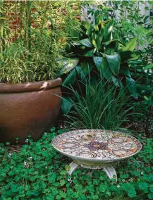  ?? Bobby Van Lenten / Contributo­r ?? Australian violet ground cover prefers life in the shade.