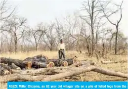  ??  ?? NGEZI: Miller Chizema, an 82 year old villager sits on a pile of felled logs from the indigenous Mopani tree in a forest in Mhondoro Ngezi district.