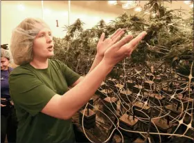  ?? HANS PENNINK — THE ASSOCIATED PRESS ?? Lead grower Elizabeth Keyser, talks about flowering medical marijuana plants being grown with special grow lights during a media tour of the Curaleaf medical cannabis cultivatio­n and processing facility in Ravena, N.Y. After legislativ­e efforts stalled and a vaping sickness stirred new concerns, the governors of New York, New Jersey and Connecticu­t still want to make recreation­al pot legal. But the states have different approaches and timeframes, and some proposals have shifted since last year.