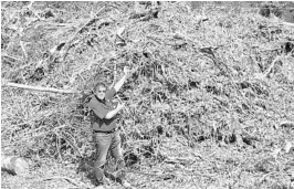  ?? PHOTOS BY STEPHEN HUDAK/STAFF ?? A mountain of storm debris left by Hurricane Irma dwarfs Edgewood Mayor Ray Bagshaw at the Orlando suburb’s dump site on West Holden Avenue.