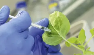  ??  ?? A new method allows the creation of targeted vaccines against plant viruses. The vaccines are absorbed via spraying onto plant leaves, and can be quickly altered if the virus mutates.