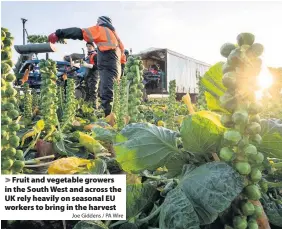  ?? Joe Giddens / PA Wire ?? Fruit and vegetable growers in the South West and across the UK rely heavily on seasonal EU workers to bring in the harvest