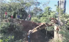  ??  ?? El precario puente de madera que une las compañías Potrero San José y Rubio Ñu se desplomó hace más de un año.