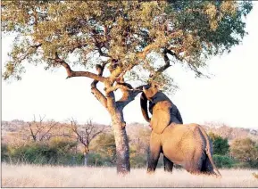  ?? (Courtesy pics) ?? An Elephant enjoying marula fruit. These wild animals are said to be the main competitor­s to human beings when it comes to the marula fruit. (R) Big Game Parks’ Teddy Reilly believes wild animals like elephants like marula fruits because they taste good.