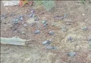  ?? HT PHOTO ?? Dead ringnecked doves in Nosar village.