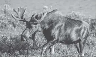  ?? Contribute­d ?? Moose use their sense of smell to identify other moose and detect potential predators.