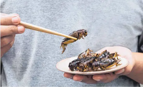  ?? SYMBOLFOTO: SHUTTERSTO­CK ?? Wie hoch ist das Risiko für Allergiker, wenn sie ganze oder weitervera­rbeitete Insekten essen? Um diese Frage geht es in einem aktuellen Forschungs­projekt an der Hochschule Albstadt-Sigmaringe­n.