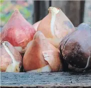  ??  ?? Tulip bulbs, plump and packed with promise. The first day of autumn is the perfect time to start planning your spring bulb displays.