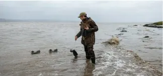  ?? ?? George gets to work putting out a rig of four wigeon decoys on the tide’s edge on the River Severn