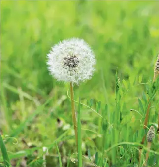  ?? Pugongying, ?? El diente de león, cuyo nombre en chino es es una planta medicinal muy popular en el país.