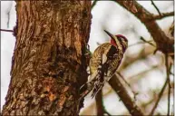  ?? Kathy Adams Clark / KAC Production / Contribute­d photo ?? Yellow-bellied sapsucker