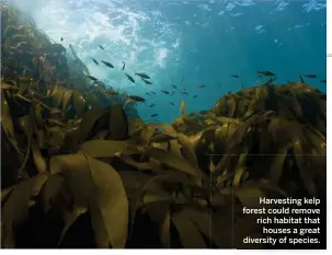  ??  ?? Harvesting kelp forest could remove rich habitat that houses a great diversity of species.