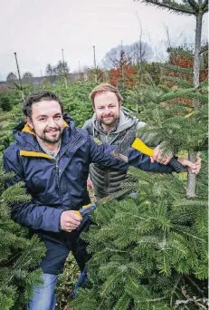  ?? RP-FOTO: HANS-JÜRGEN BAUER ?? Die Brüder Philipp (links) und Robert Senders in der hauseigene­n Tannenbaum­schonung.